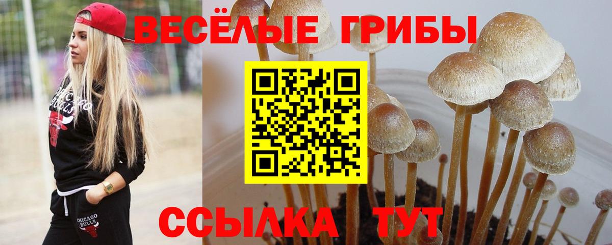 Псилоцибиновые грибы GOLDEN TEACHER  Вход с VPN  Ливны 